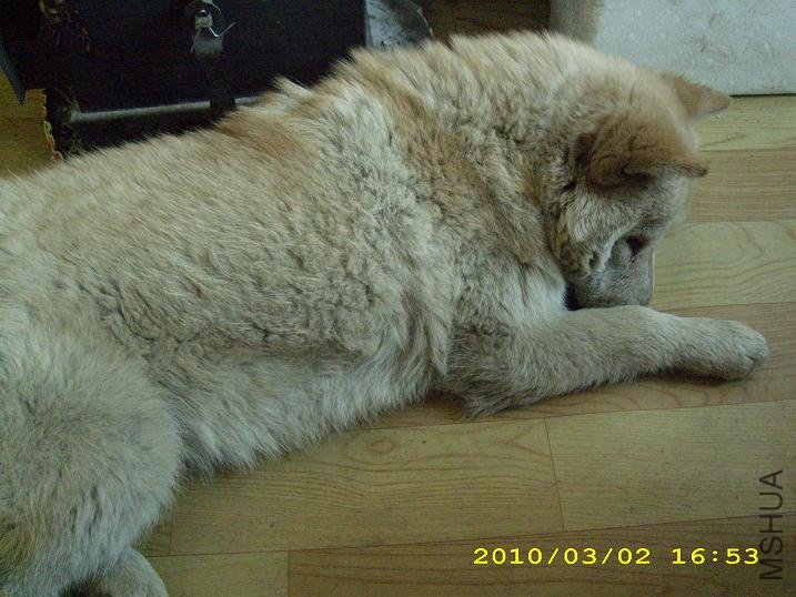 ˳�������ҵ�С��