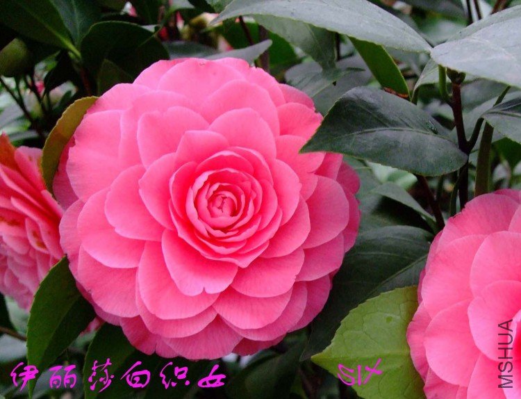 ����ɯ��֯Ů 10-3-2(2).jpg