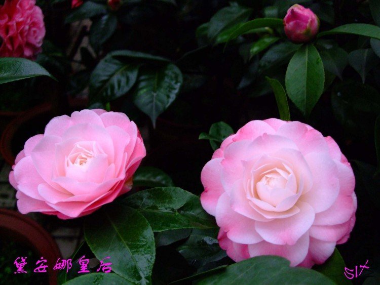 �찲�Ȼʺ� 10-3-2 (2).jpg