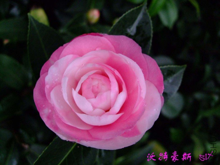 ���غ�˹ 10-3-2 (3).jpg