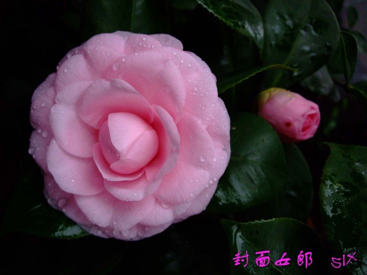 ����Ů�� 10-3-2(1).jpg