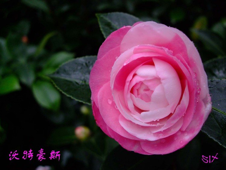 ���غ�˹ 10-3-2(1).jpg