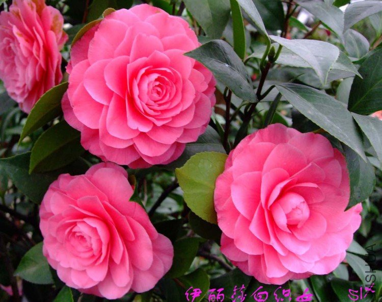 ����ɯ��֯Ů 10-3-2(1).jpg