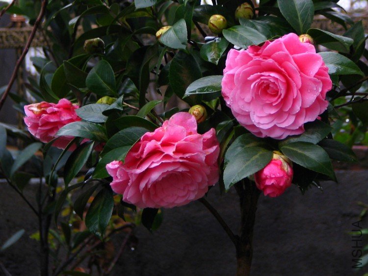 ����ɯ��֯Ů