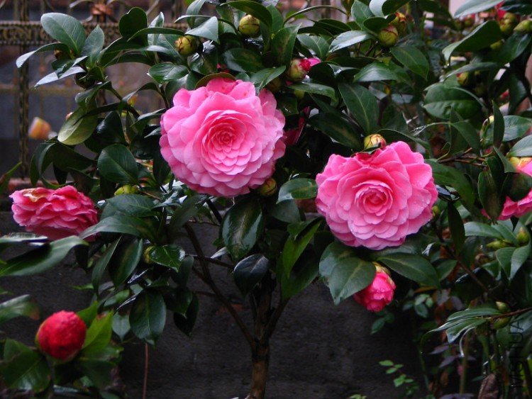 ����ɯ��֯Ů