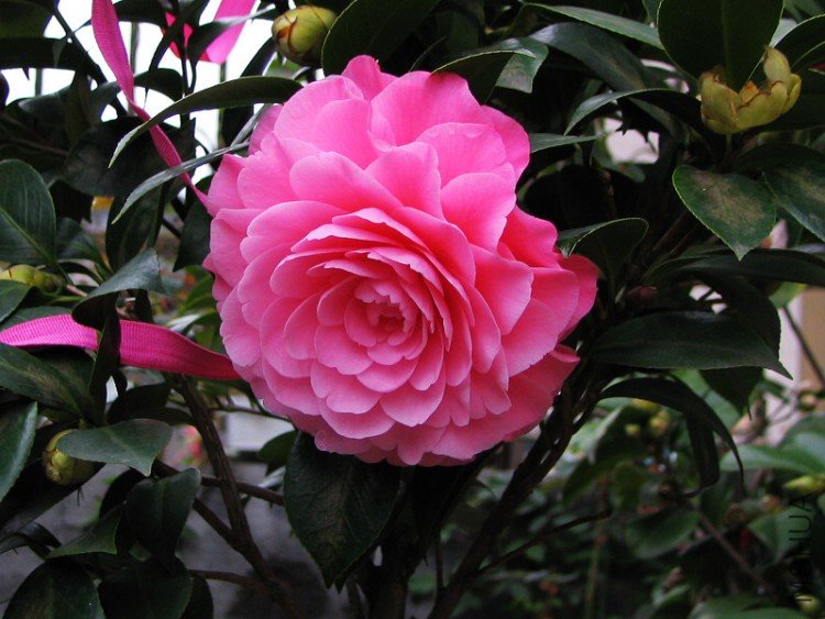 2010.03.02.���ѼҵĲ軨�� 025.jpg