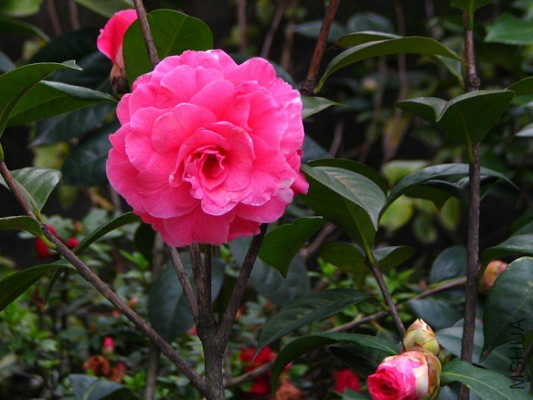 2010.03.02.���ѼҵĲ軨�� 020.jpg