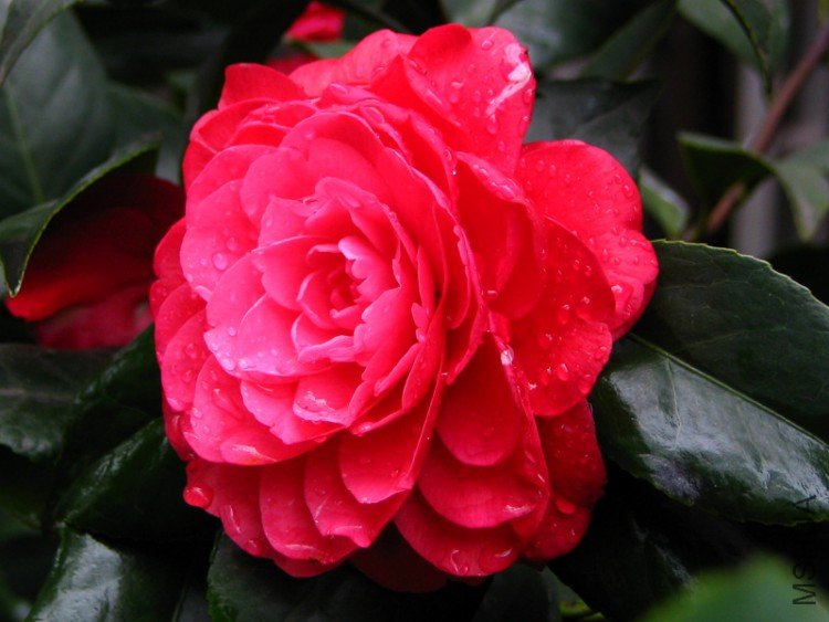 ����ɯ��֯Ů