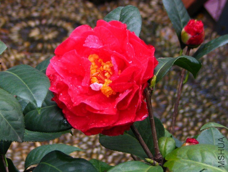 ����ɯ��֯Ů