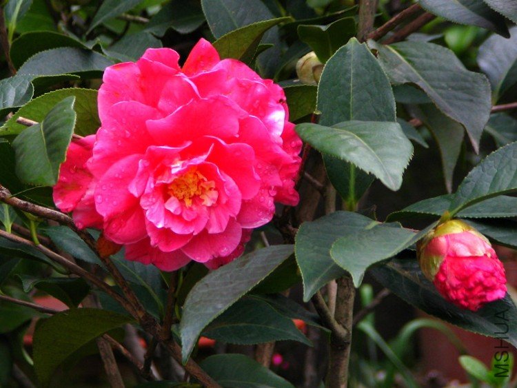 �ȶ���ĵ��