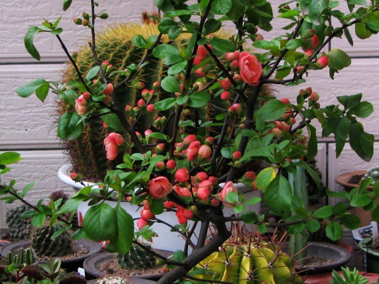 2010.03.02.���ѼҵĲ軨�� 030.jpg