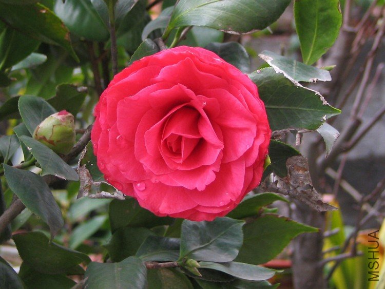 2010.03.02.���ѼҵĲ軨�� 027.jpg