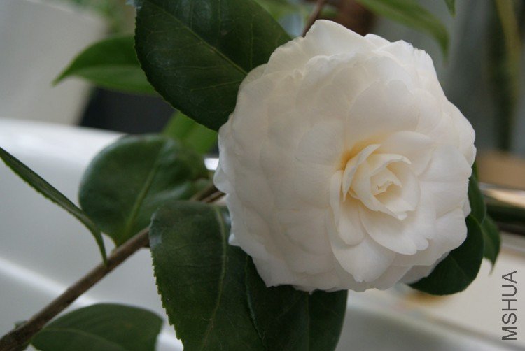 DSC01350.JPG