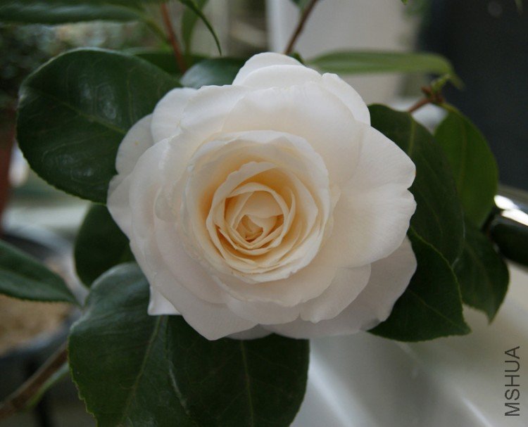 DSC01346.JPG