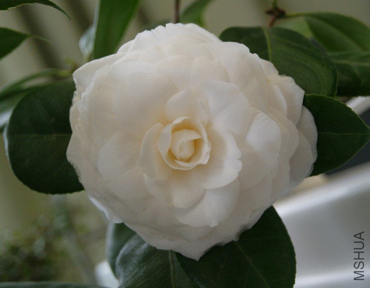 DSC01349.JPG