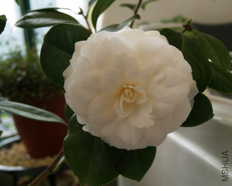 DSC01353.JPG