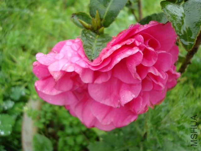 DSC09420.JPG