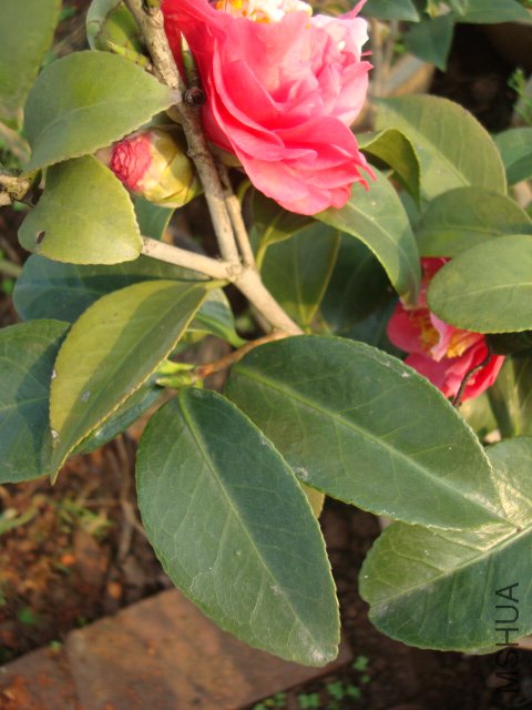 ��֪��ҶƬ.JPG