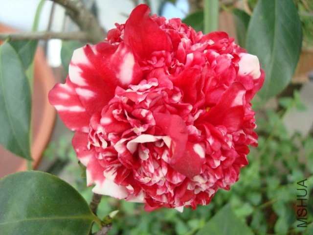 DSC09635.JPG
