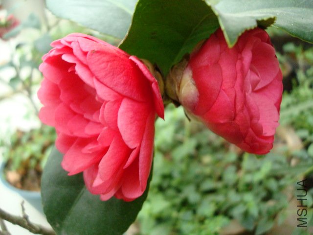 DSC09642.JPG