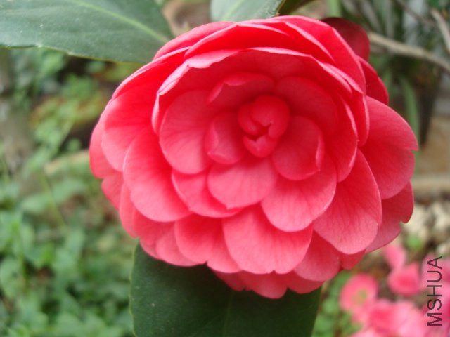 DSC09606.JPG