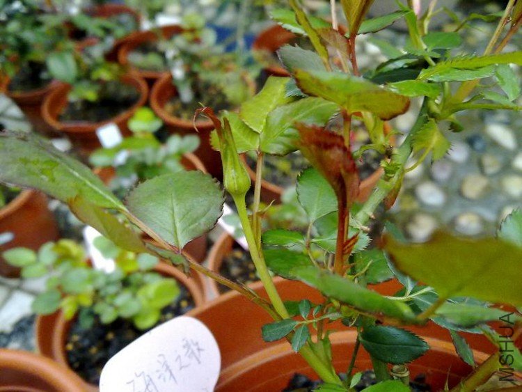 201003021846.jpg