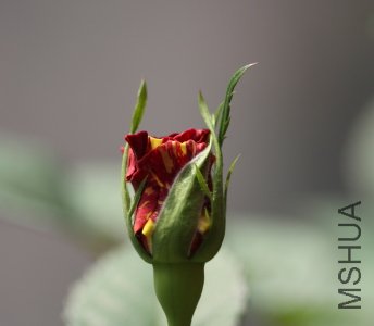 IMG_3883.JPG