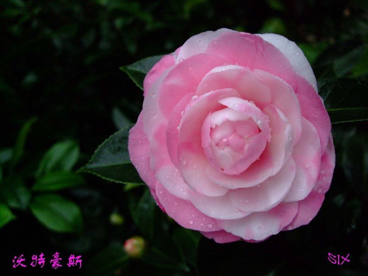 ���غ�˹ 10-3-3(1).jpg