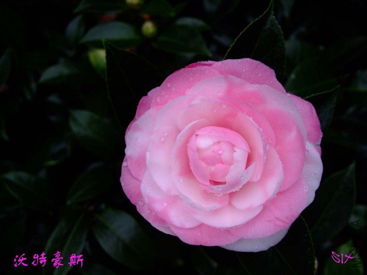 ���غ�˹ 10-3-3 (2).jpg