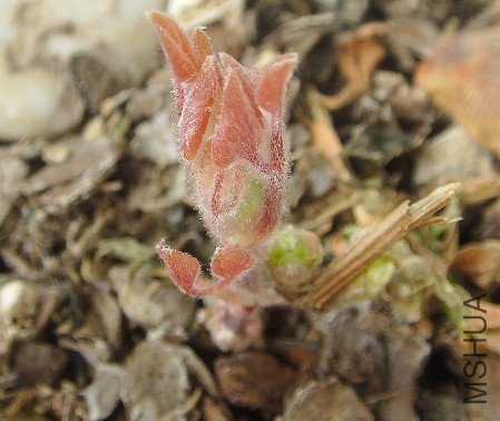 ��ѿ�ʹ��Ƕ�