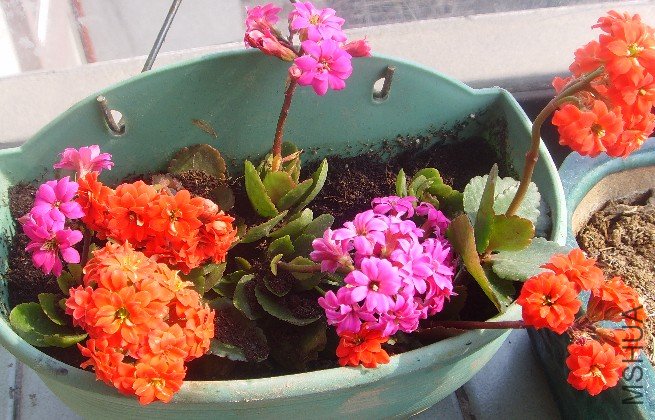 �����ز��