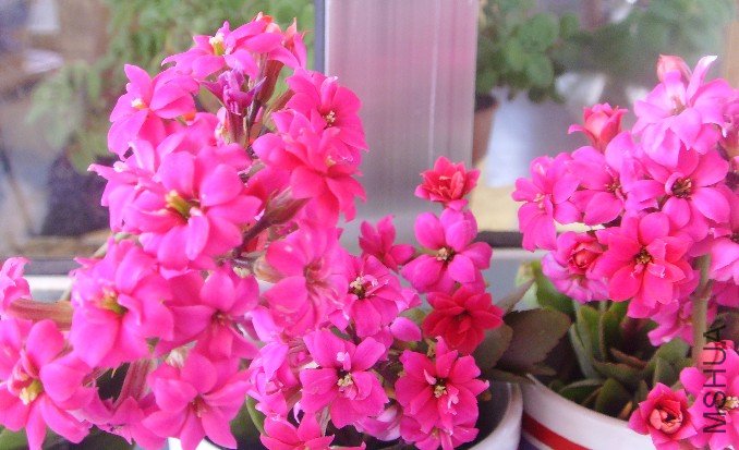 ��ɫ���곤��