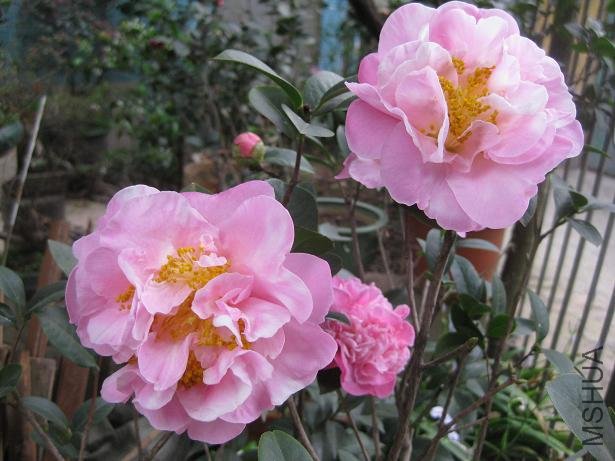 ���� 012.jpg