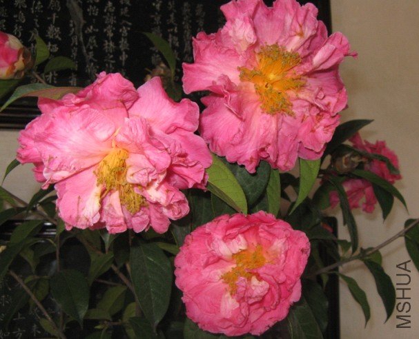 Image00000.jpg