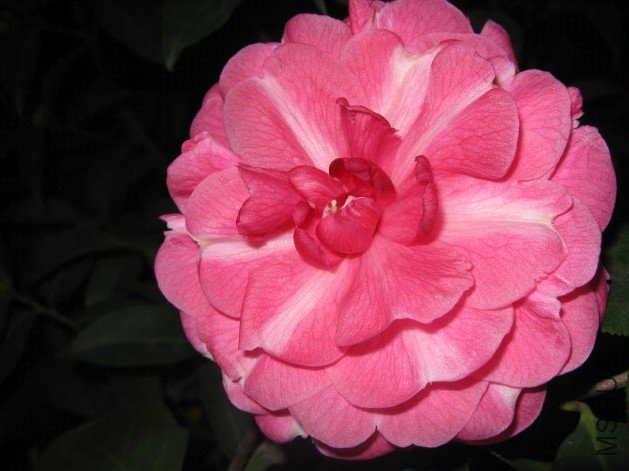 Image00008.jpg
