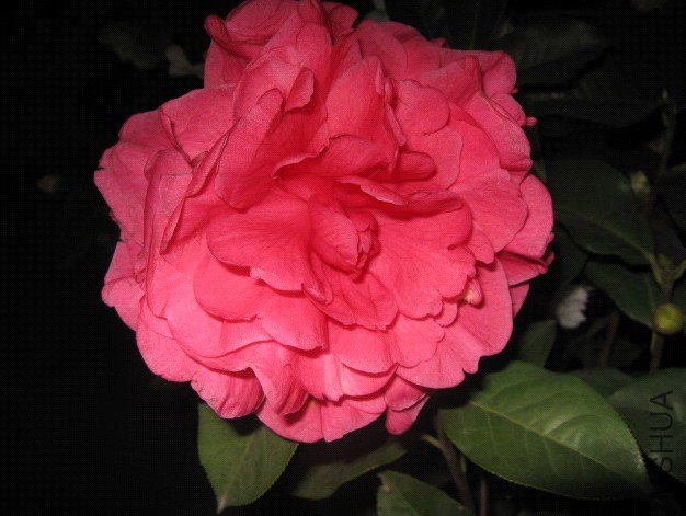 Image00007.jpg