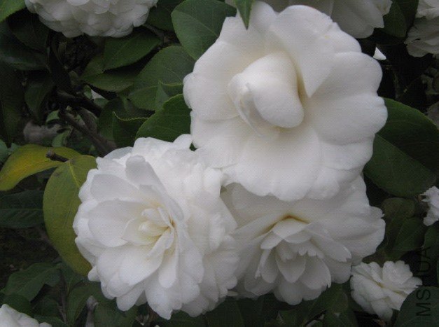 Image00011.jpg