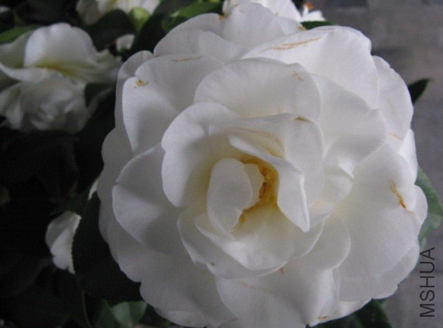 Image00009.jpg