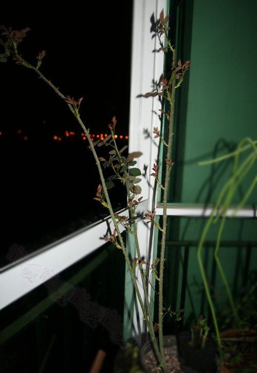 ��Ƭ 023.jpg