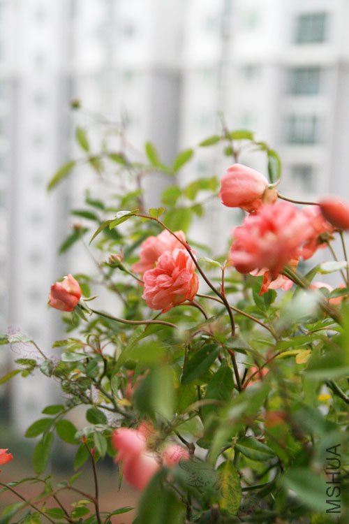 ��Ƭ 029.jpg