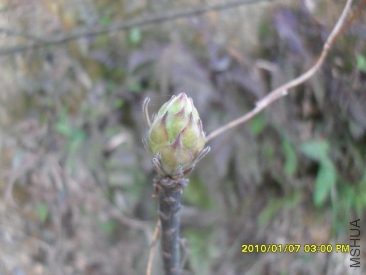 ���򻨣���֦�ϵĴ󻨰���