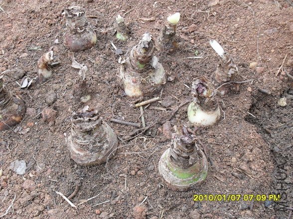 ˫����������ʲôƷ����