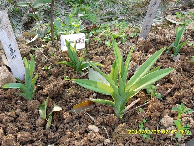 һ�Ų�÷�ǹ�