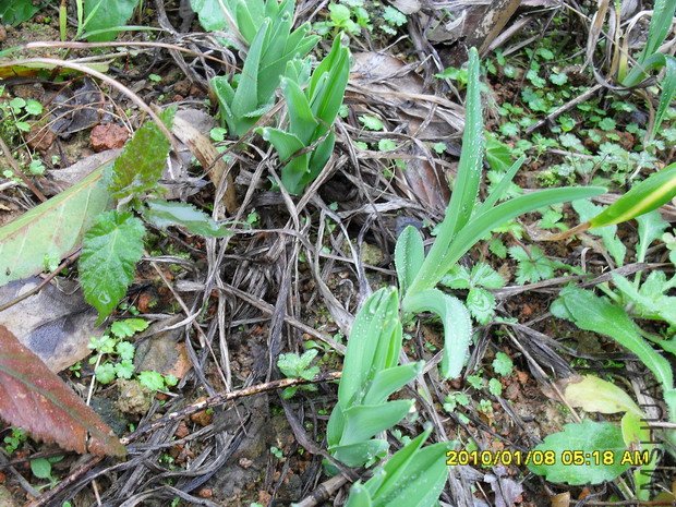 ����Ʒ�ֲŸճ���