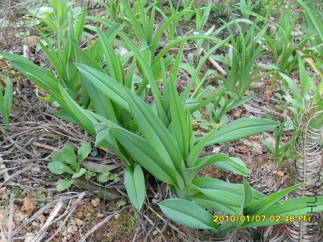 Ư������ѿ