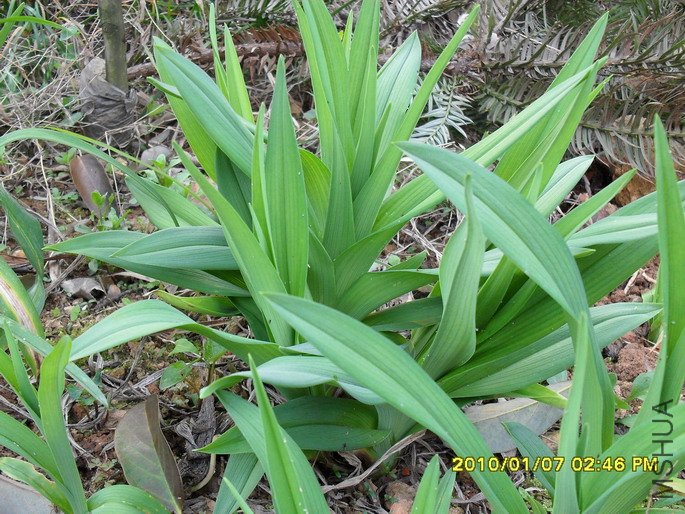 Ư������ѿ