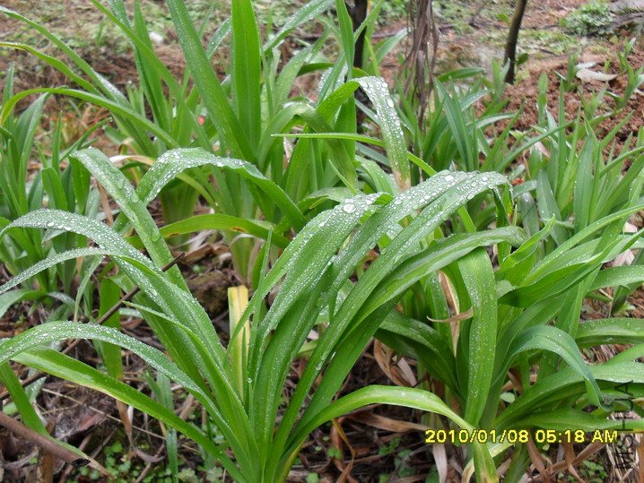 ȥ�궬��û�п����ֲ�곤�����