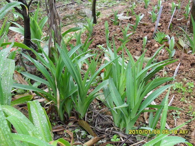 ȥ�궬��û�п����ֲ�곤�����