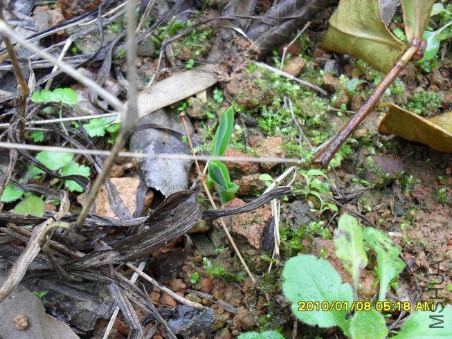 ����Ʒ�ֲŸճ���