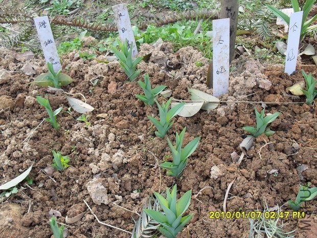 ��ߣ�ӣ����м䣺��籩���ұߣ�̫��